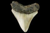 3.03" Fossil Megalodon Tooth - North Carolina - #130022-1